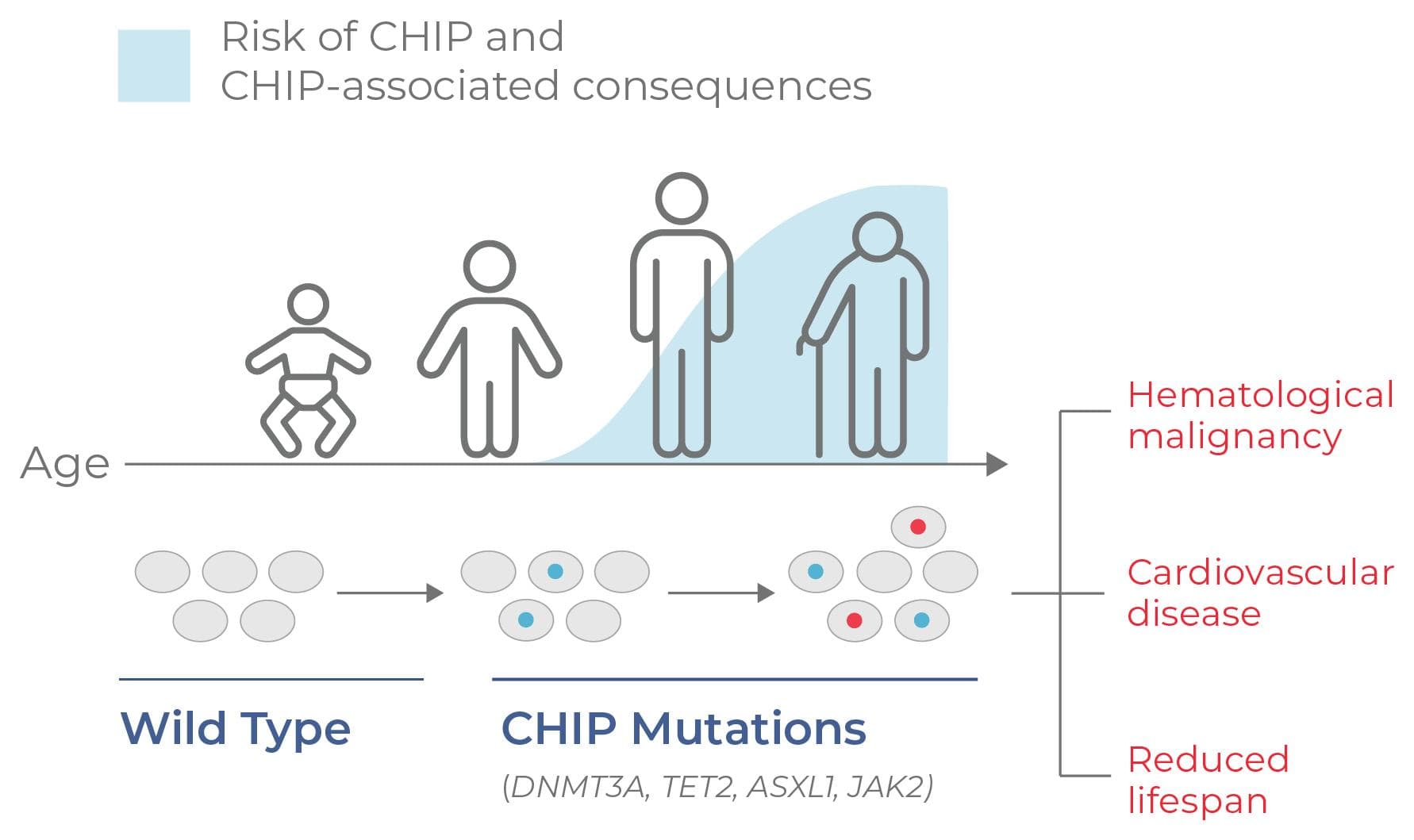 Figure 4. CHIP progresses with age.