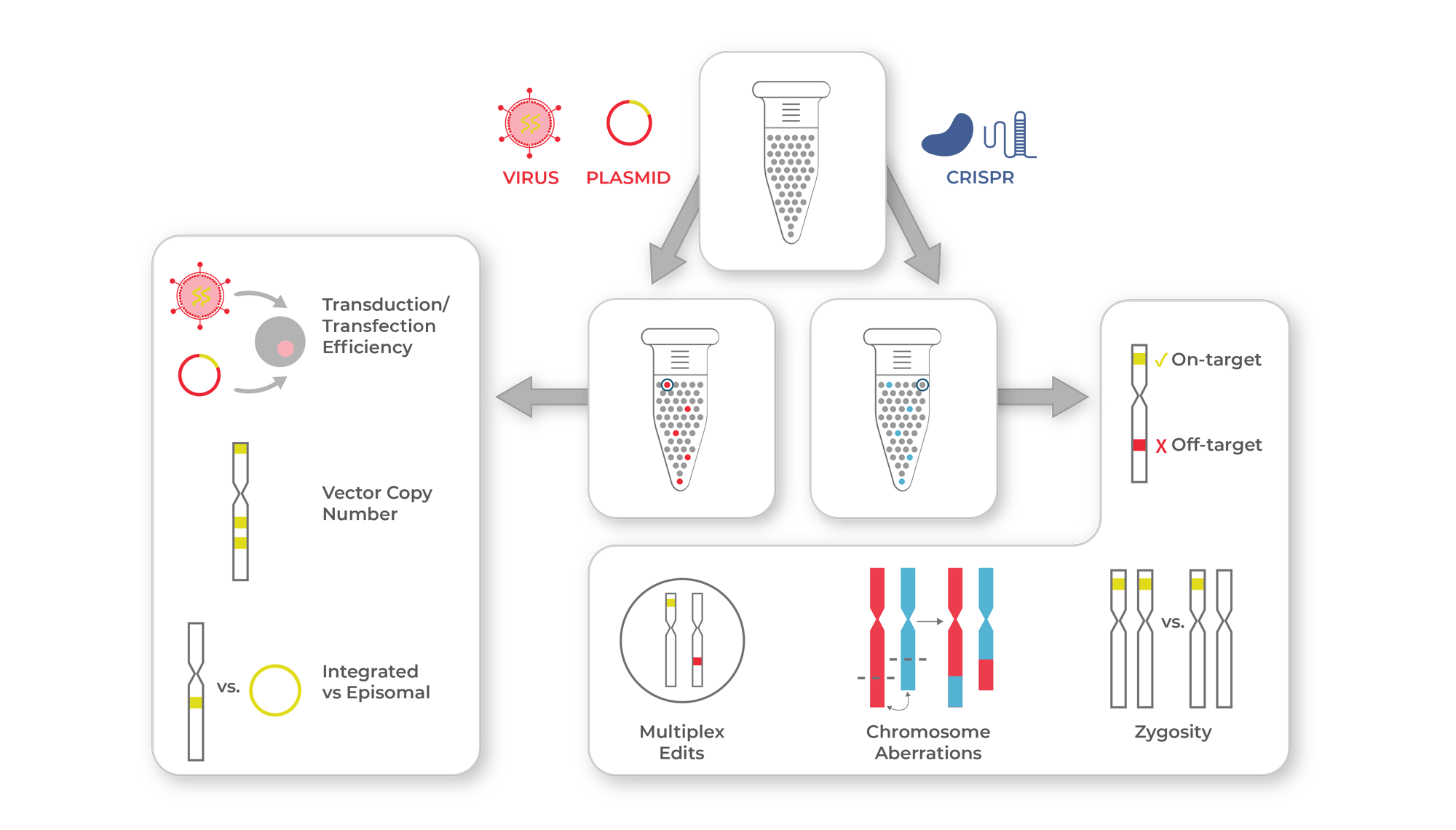 Illustration of measuring gene transfer and gene editing.