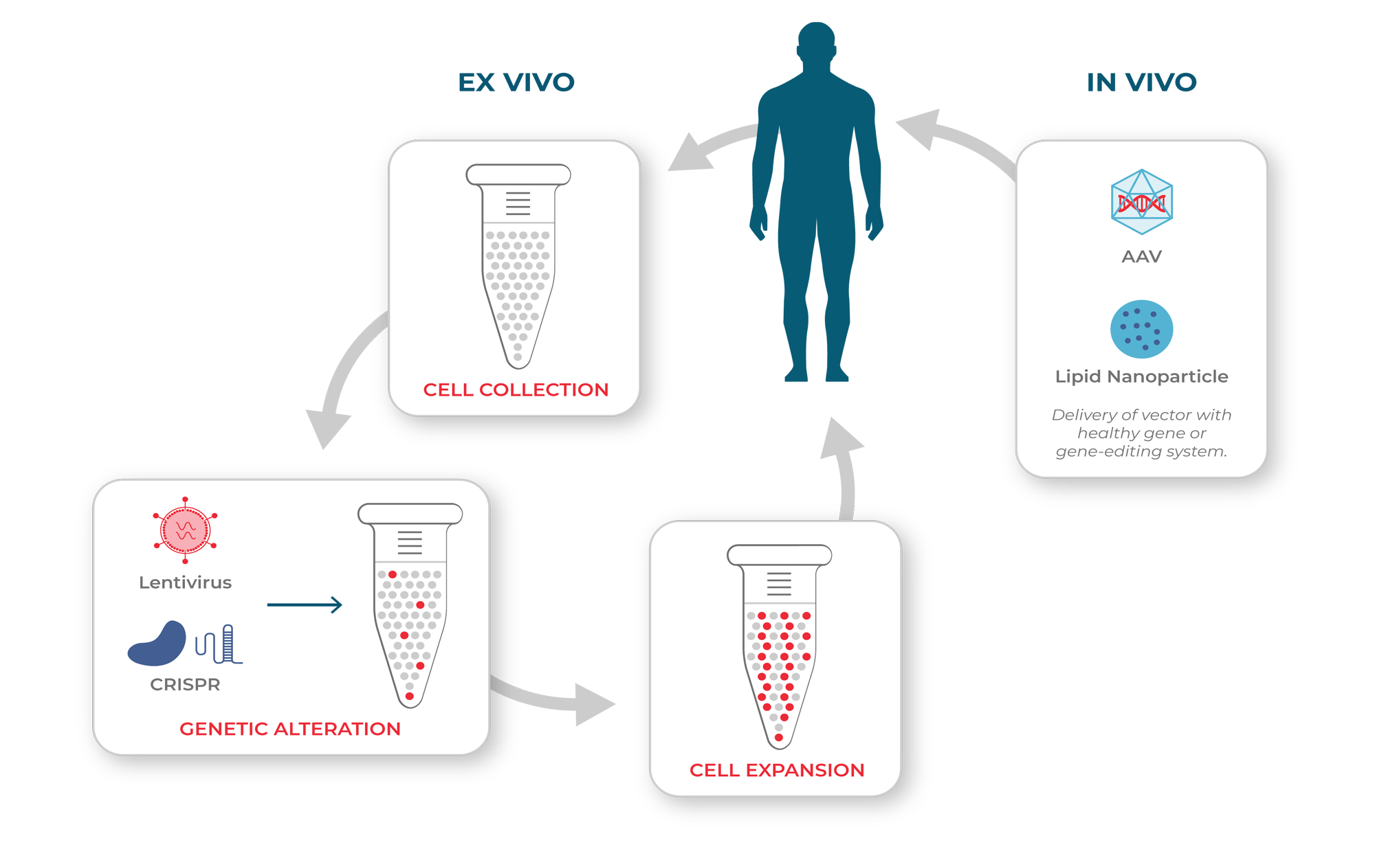 Illustration of ex vivo and in vivo cell and gene therapies.