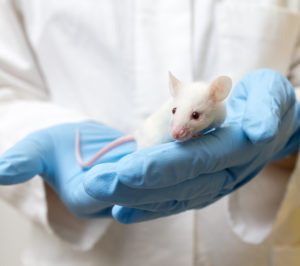 Photo of a scientist holding a laboratory mouse