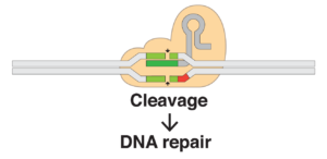 Diagram of the CRISPR-Cas9 gene editor
