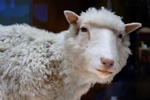 Photo of Dolly the sheep in a museum