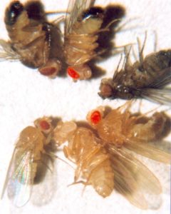 A photo with a A series of transgenic fruit flies containing mutations in genes responsible for eye and cuticle color