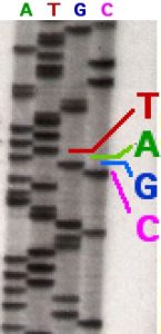 Photo of a radioactively labeled sequencing gel depicting the Sanger method