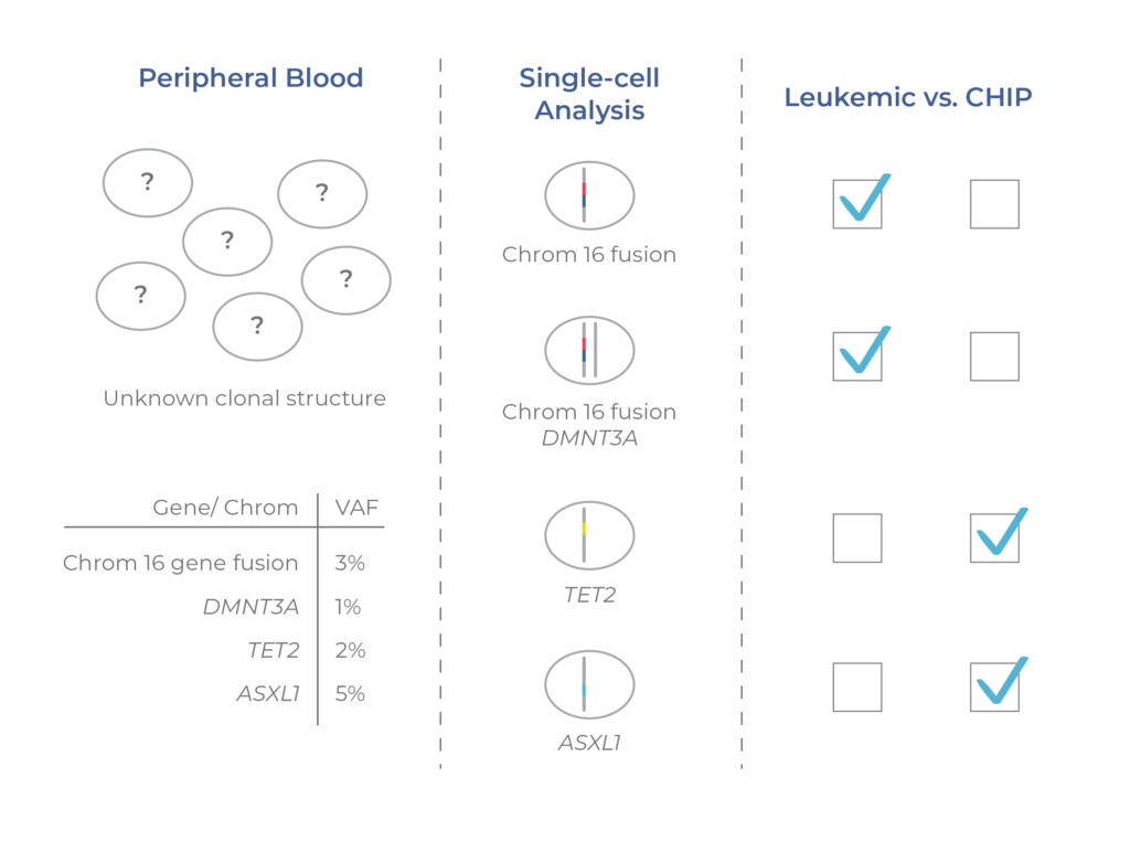 graphic showing distinction of CHIP and AML clones using single-cell analysis