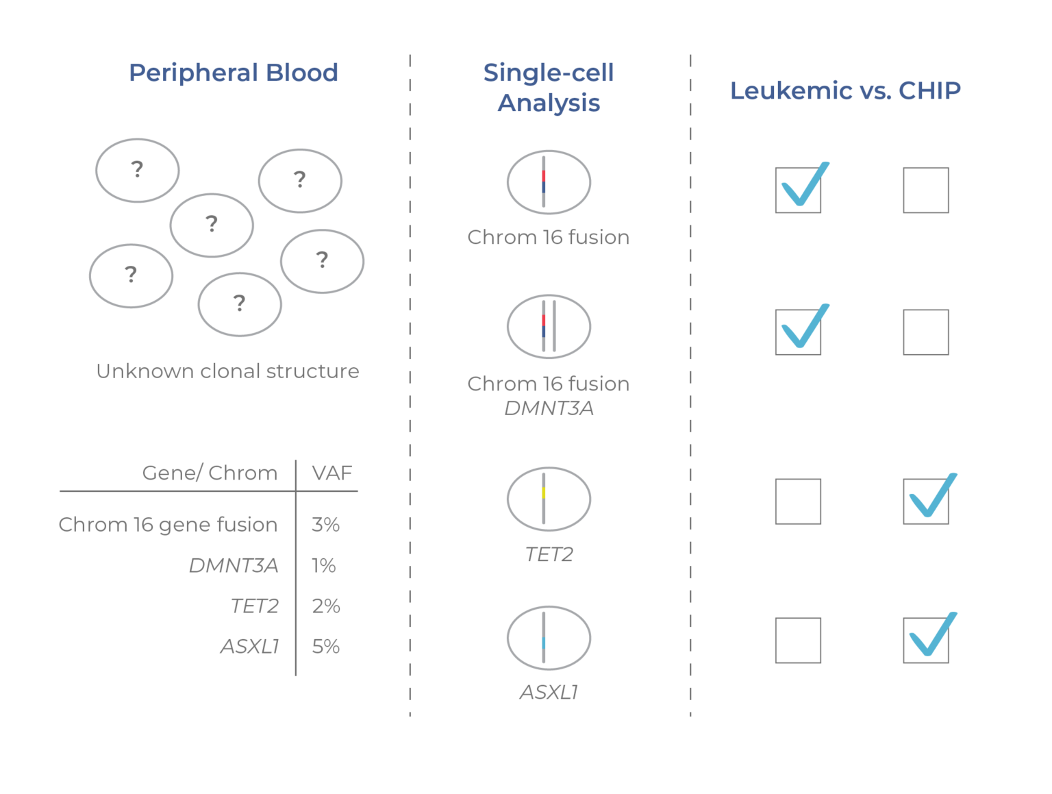 What Is CHIP? Understanding Clonal Hematopoiesis of Indeterminate