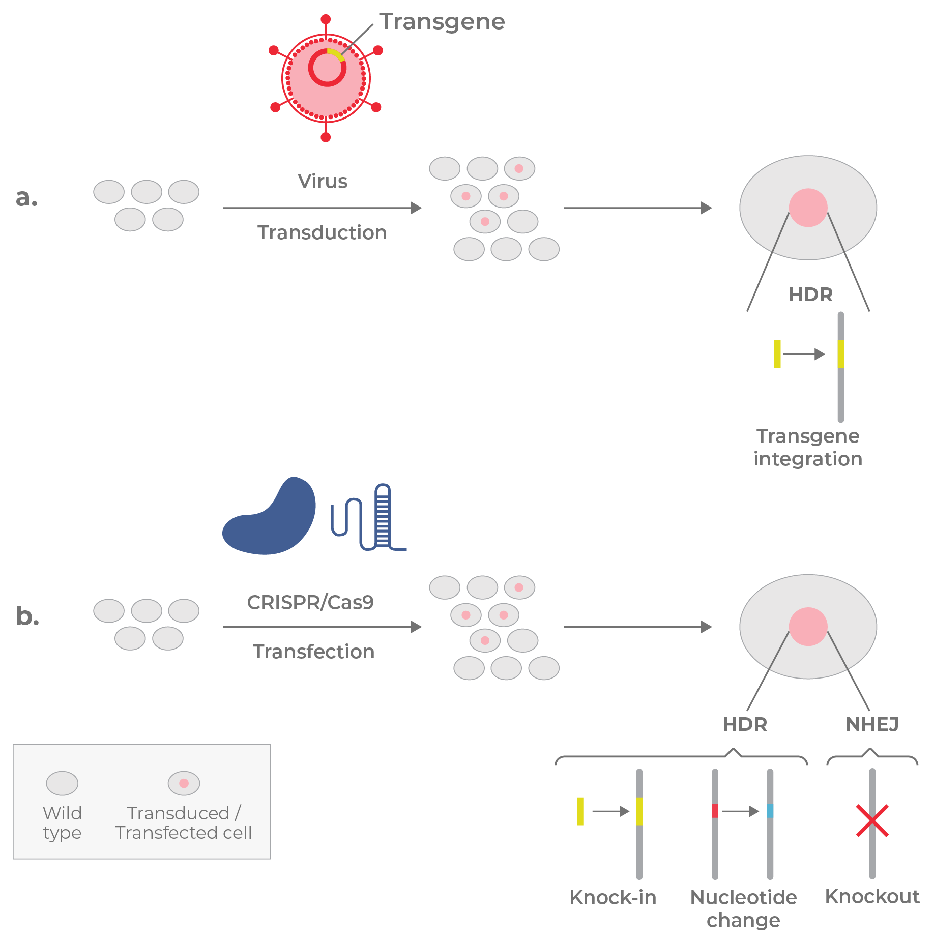 Figure 16. Genomic manipulation by viruses and gene editors.