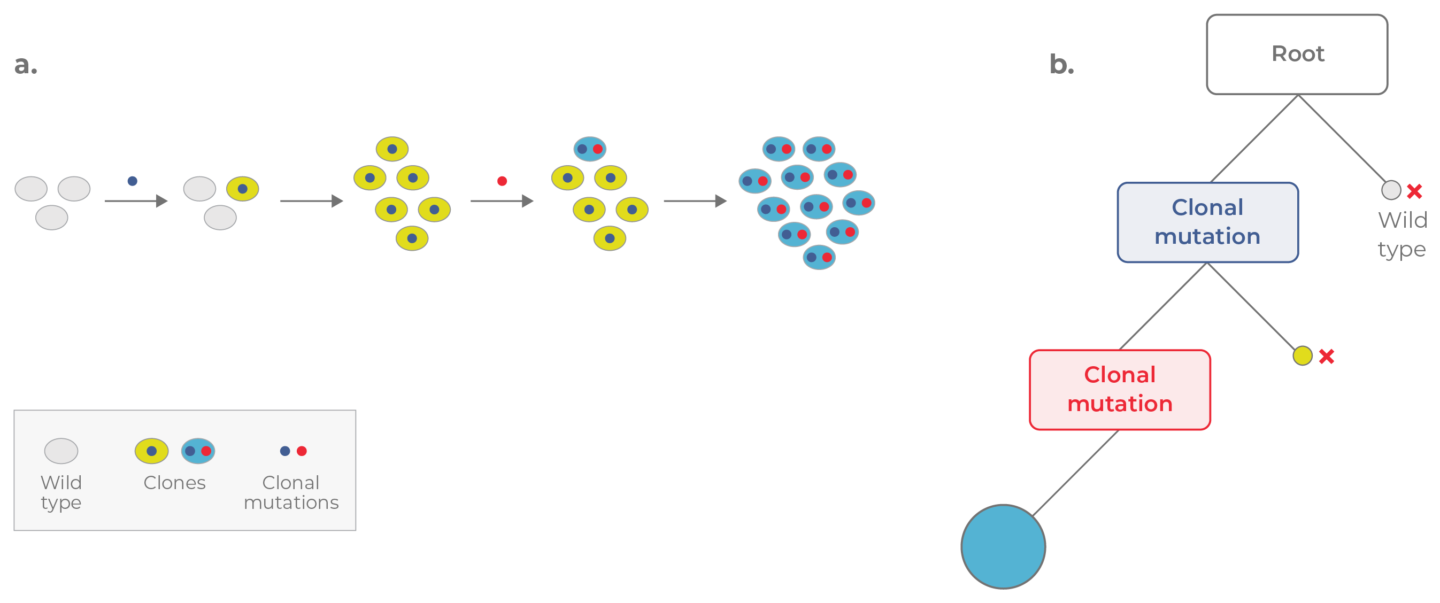 Clonal Evolution in Cancer | Learning Center | Mission Bio