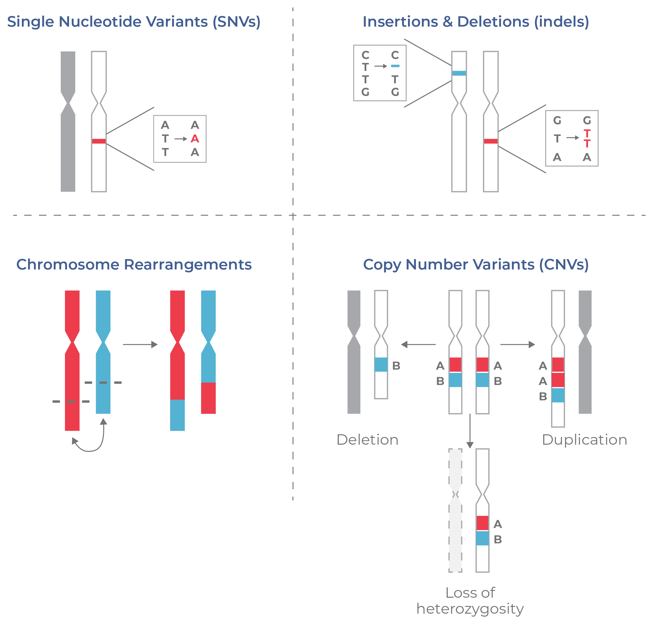 Figure 3. Types of DNA aberrations detectable by single-cell DNA.
