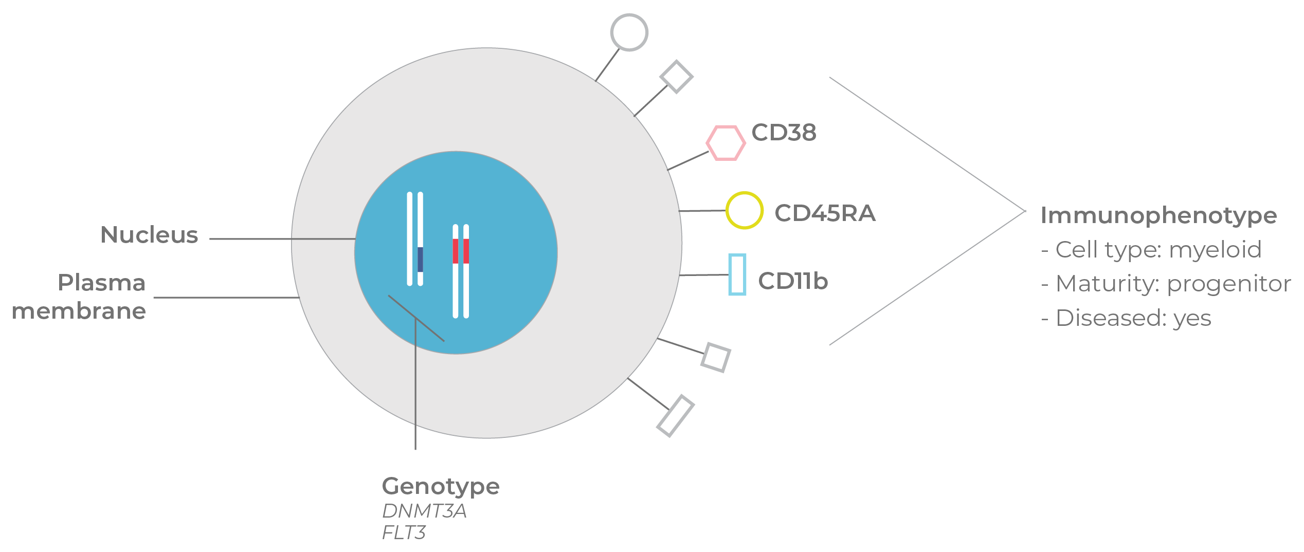 Figure 6. Genotype & immunophenotype.