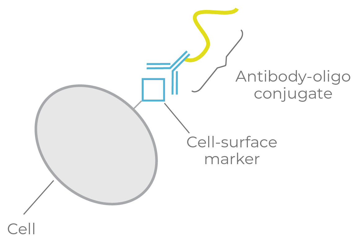 Figure 9a. Single-cell DNA + protein targeting.