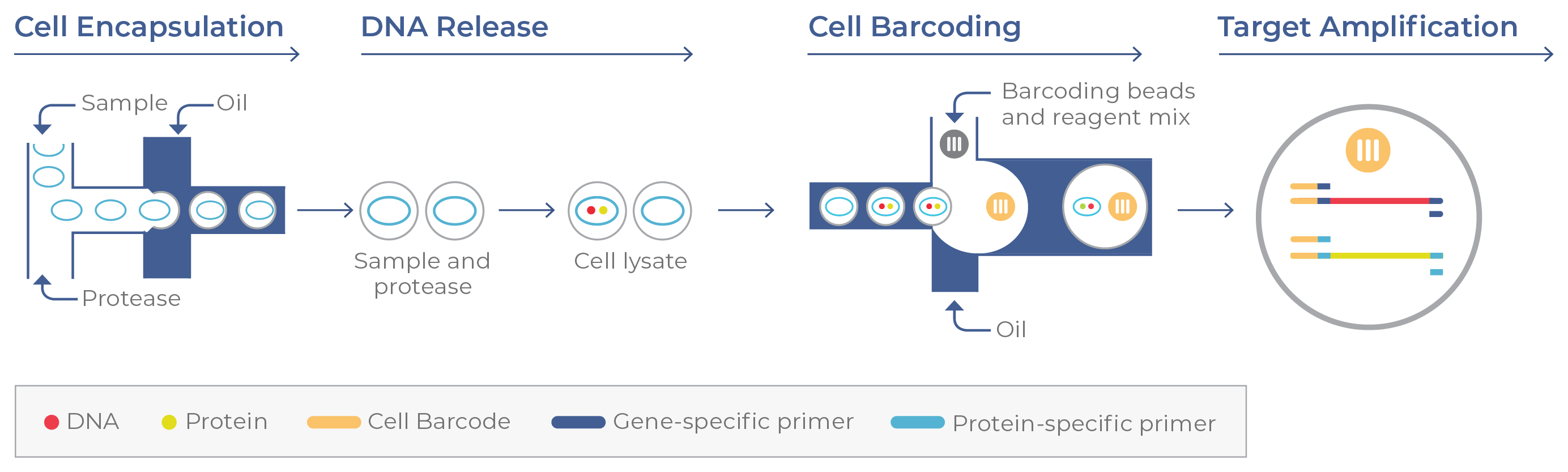 Figure 9b. Single-cell DNA + protein targeting.