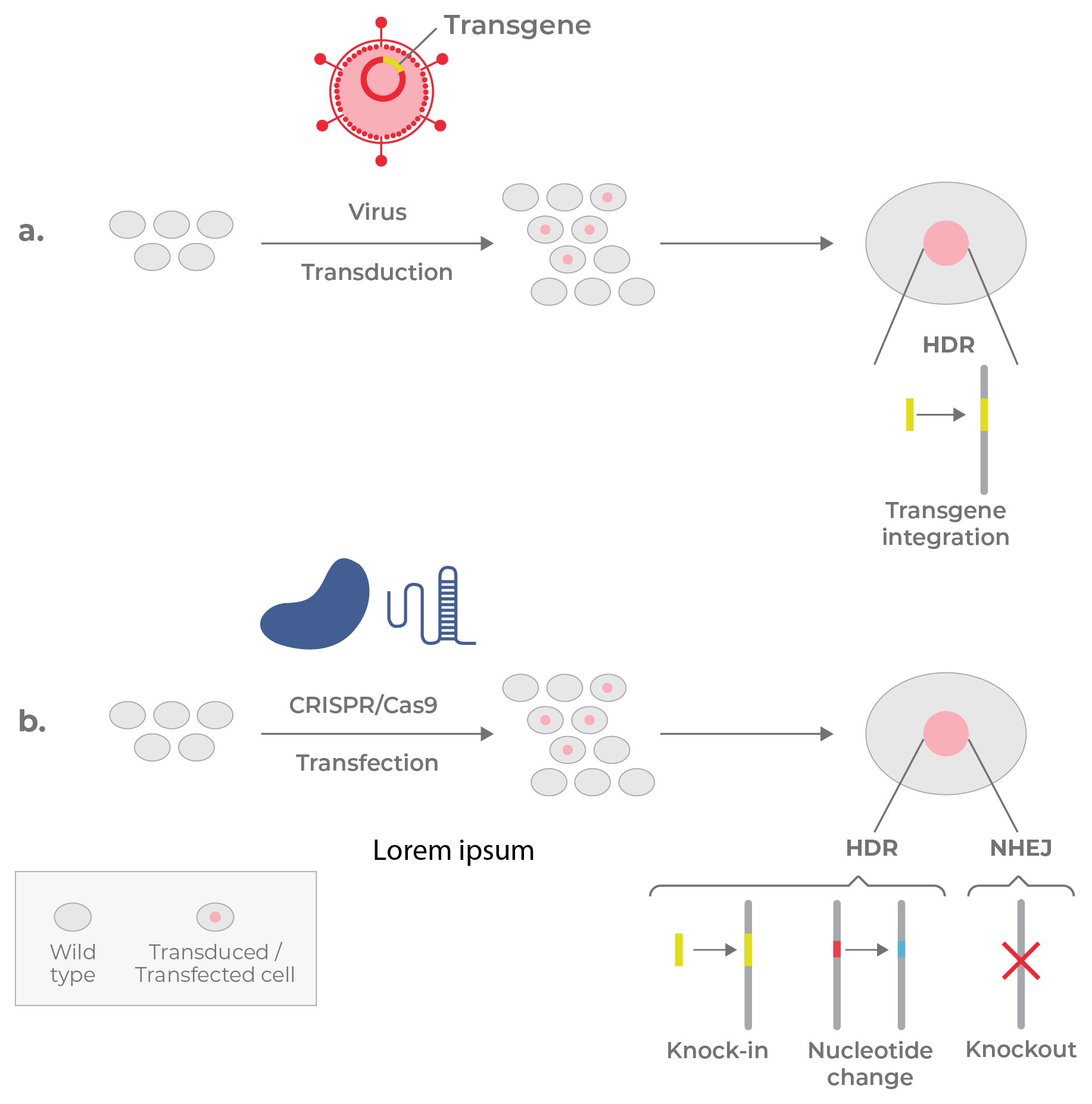 Figure 16. Genomic manipulation by viruses and gene editors.