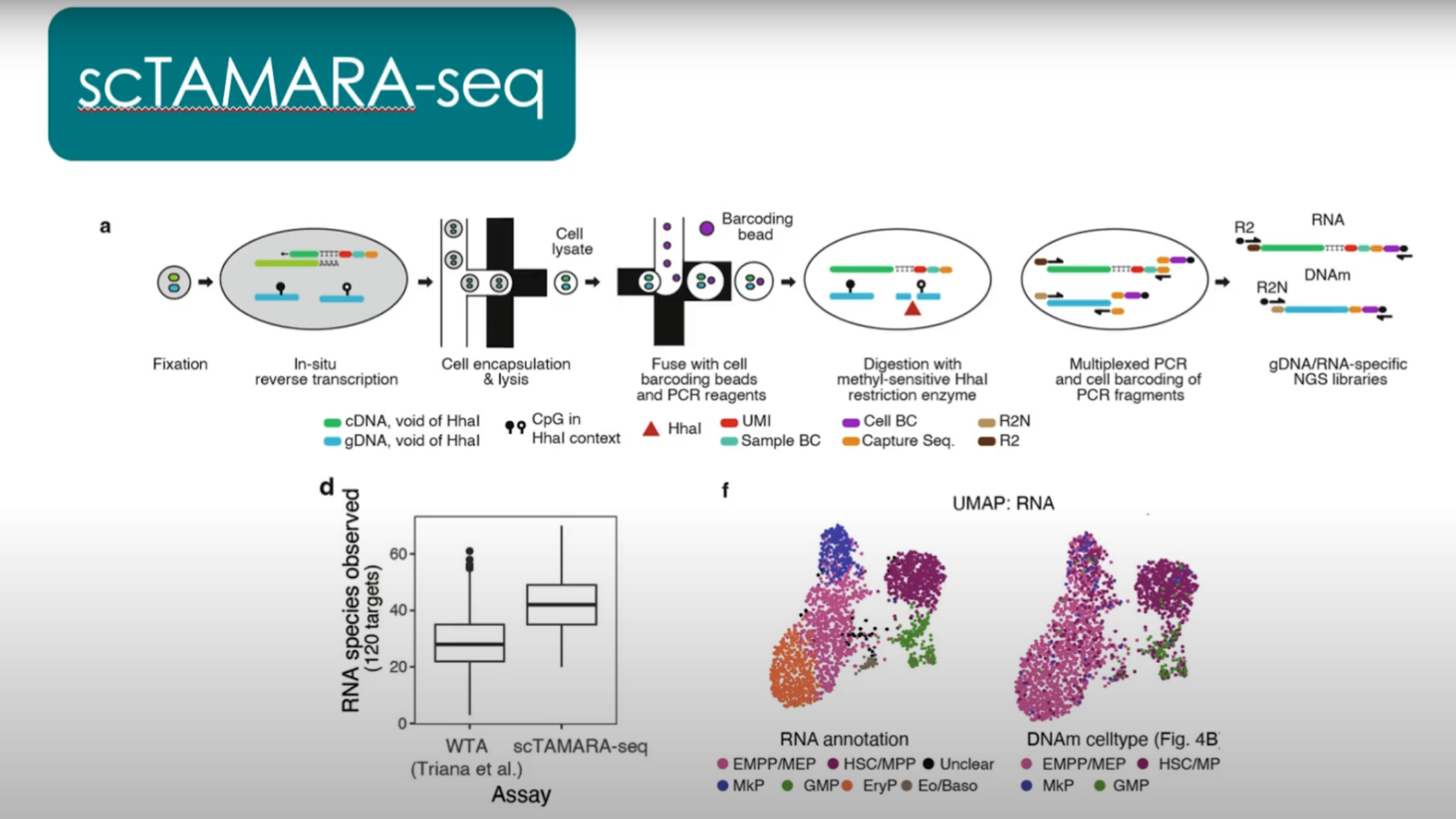 An infographic detailing the steps in the scTAMARA-seq method: fixation, in situ reverse transcription, droplet formation, enzymatic digestion of unmethylated DNA, multiplexed PCR and barcoding, and library preparation for single-cell RNA sequencing and methylated DNA sequencing.