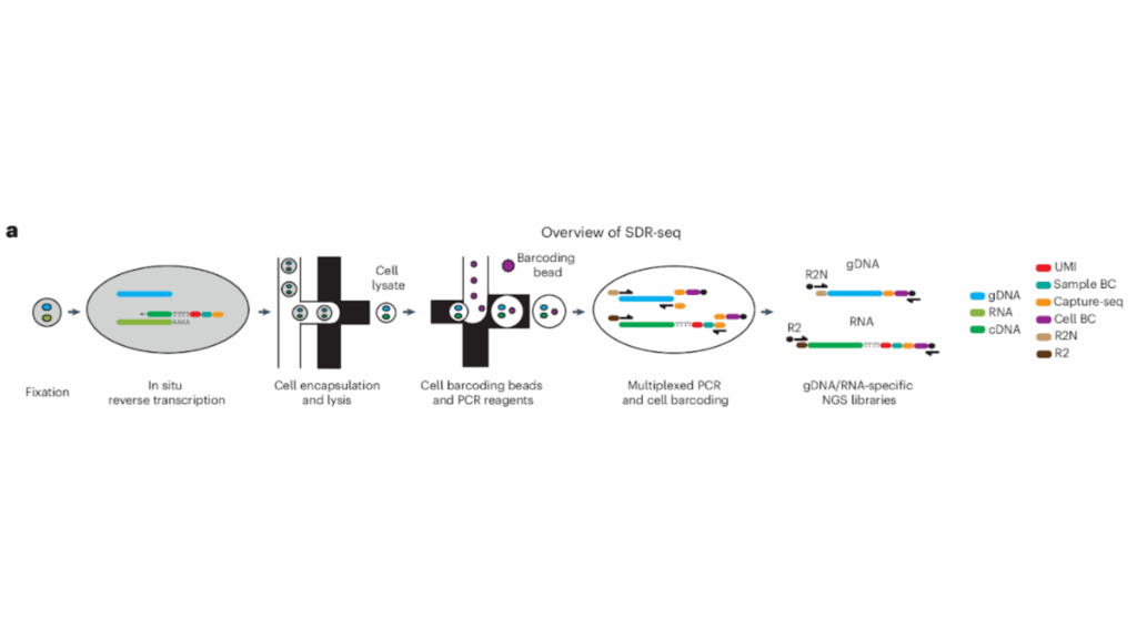 An infographic showing the SDR-seq workflow steps, including fixation, in situ reverse transcription, droplet formation, multiplexed PCR and barcoding, and library preparation for single-cell RNA sequencing and DNA sequencing.