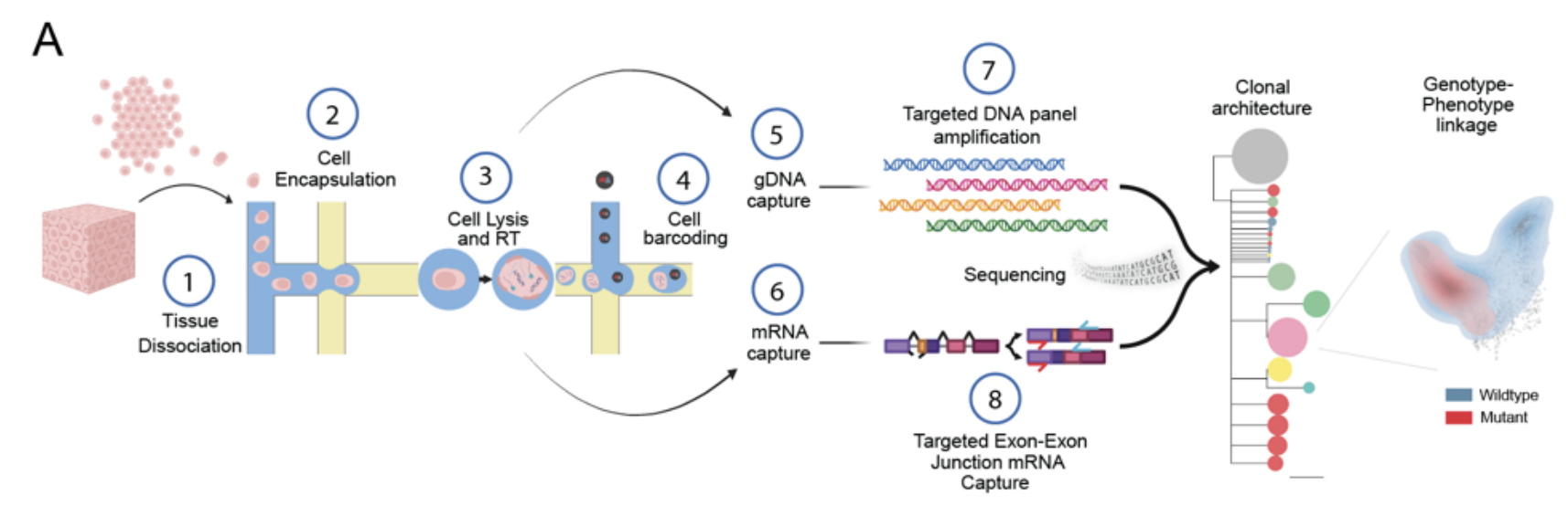 An infographic describing the steps in scG2P, including tissue dissociation, cell encapsulation, lysis, and reverse transcription, barcoding, and amplification of RNA and DNA transcripts for single-cell RNA sequencing and DNA sequencing.