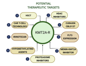 Figure 1: KMT2A-r ALL—potential therapeutic targets discussed in the review. HDAC—histone deacetylase; FLT3, fms-like tyrosine kinase 3; CART T-cell, chimeric antigen receptor T-cell; HSCT, hematopoietic stem cell transplantation. (From Górecki M, Kozioł I, et al. Biomedicines. 2023;11(3):821. CC BY 4.0.)