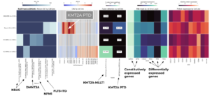 Figure 3: Single-cell multiomic profiling enables high-resolution mapping of clonal architecture for KMT2A-rearrangement cell lines by concurrently measuring somatic mutations, immunophenotypic states, and functional transcriptional programs for menin inhibitor development. Single-cell multiomic layers: 1. DNA variants, 2. CNV, 3. KMT2A fusion, 4. Gene Expression, 5. Protein.